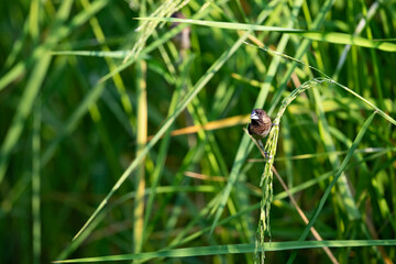 White - rumped Munia