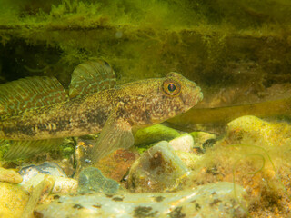 A Sandy Goby, Pomatoschistus minutus, in The Sound, the water between Sweden and Denmark