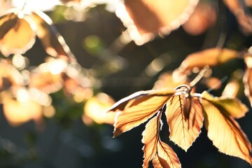 Herbst, sonniger Tag, Blätter in gold/braun