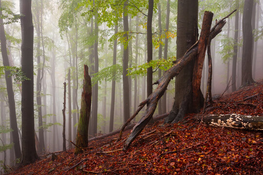Beech forest in Mala Fatra national park on a rainy day, Slovakia.