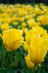 Yellow tulips blooming on field