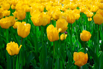 Yellow tulips blooming on field