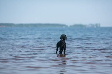 The dog is frolicking in the lake.