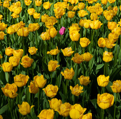 Obraz premium Yellow tulips and pink tulip