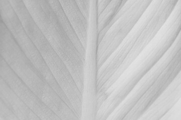 Obraz premium Close up background white leaf texture