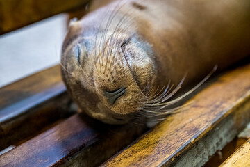 Napping. This little guy was laying on a bench next to the water, at Santa Cruz Harbour, without bothering about all the people and birds that were around him. He only wanted to take a nap!