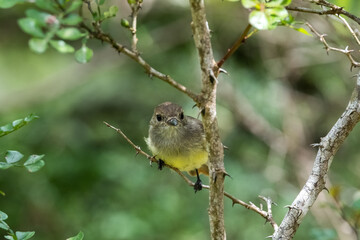 Small yellow bird hanging from a tree brunch in the forest at Floreana Island, Galapagos, Ecuador