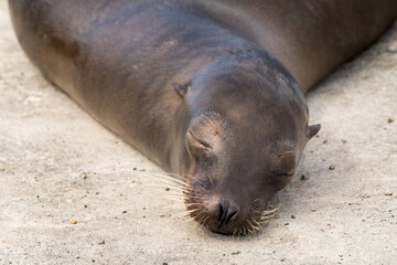 Sleeping sea lion at Galapagos Islands, Ecuador