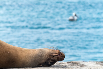 Fototapeta premium Some sea lions resting and sun bathing on the main pier at Floreana Island's harbour, one of the main islands of Galapagos, Ecuador