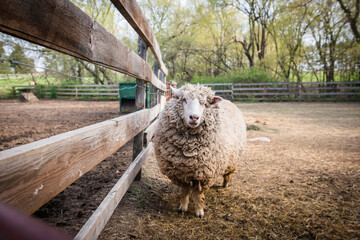 Wooly sheep standing by fence in farm yard.