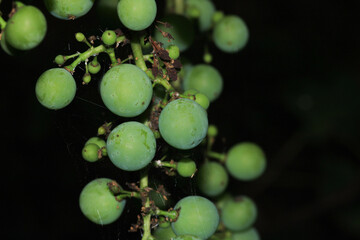 natural fragrant red grape photo