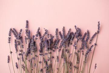 Beautiful dried lavender flowers on a pastel pink background