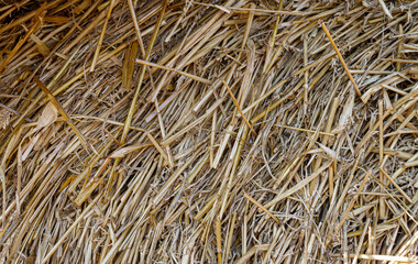 Hay texture, dry straw background.