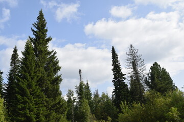 Fototapeta na wymiar forest in the mountains