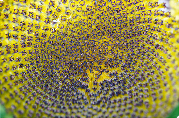 close up of a sunflower seed
