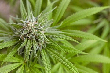 overhead shot of flowering Sunset Sherbet cannabis plant