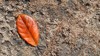 Orange jackfruit leaves fall on the ground.