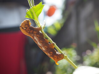 Caterpillar of oleander hawk moth or army green moth (Daphnis nerii) eating leaves deliciously
