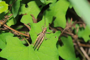 rufous grasshopper insect macro photo