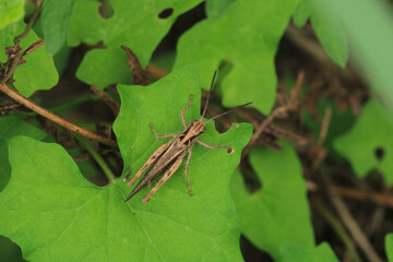 rufous grasshopper insect macro photo