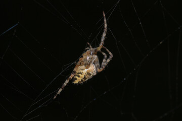 mangora acalypha spider macro photo