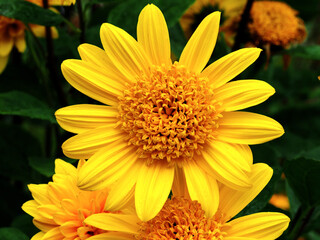 Stauden-Sonnenblumen