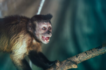 Cute monkey scream or shout. Monkey portrait.