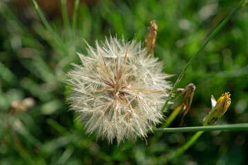 Dandelion