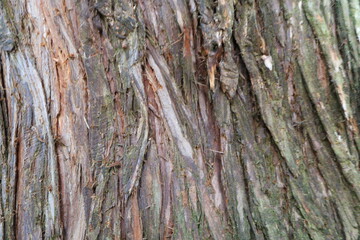 Tree bark. Wood moss. Abstract background. Macro.