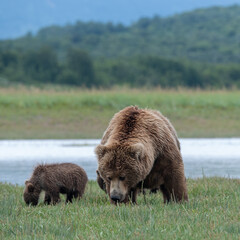 Coastal brown bear (Ursus arctos) mother and cub in a meadow in the Katmai NP, Alaska