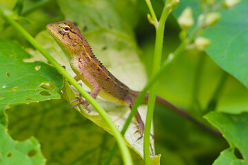 Lizard Animal Hd image