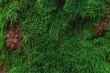 Obraz premium Moss grows on stone rock in forest, northern forest evergreen, moss background and texture