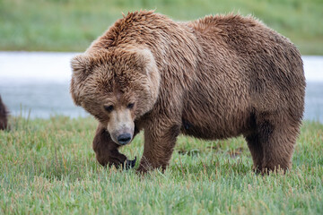 Female coastal brown bear (Ursus arctos) pictured in a meadow in the Katmai NP, Alaska