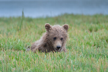 Obraz premium Coastal brown bear cub (Ursus arctos) in a meadow in the Katmai NP, Alaska