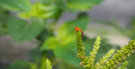 Orange insect, red cucurbit leaf beetle, Pumpkin beetle, Cucurbit Leaf beetle , Yellow Squash Beetle (Aulacophora indica) perched on the spinach tree, Natural blurred background.