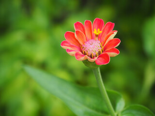 Orange red Flower, Red Flower, Zinnia flower, Zinnia ( Zinnia violacea ) blooms for a new morning. Natural blurred background.