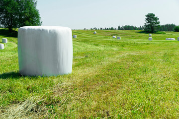 Agricultural landscape. Straw packages on field. Cereal bale of hay wrapped in plastic white foil....