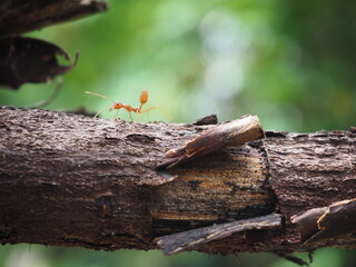 Red ant (Oecophylla smaragdina) walking on the tree
