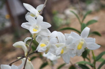 Naklejka na ściany i meble White orchid, pigeon orchid (Dendrobium crumenatum) blooming beautifully in the garden.