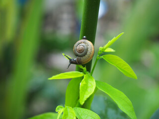 Little snail crawling on the green tree,Natural blurred background.