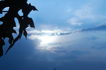 silhouette of a leaf