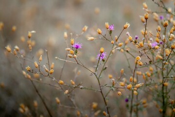 Automne - jaune et chardon