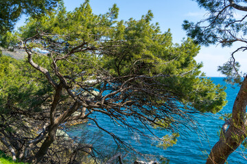 Image of pines by the sea.