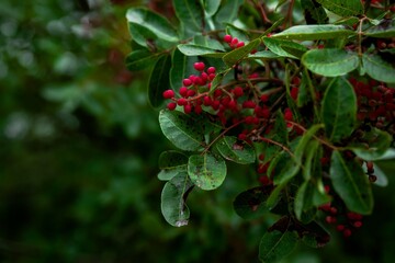 Plante automnale - baies rouges