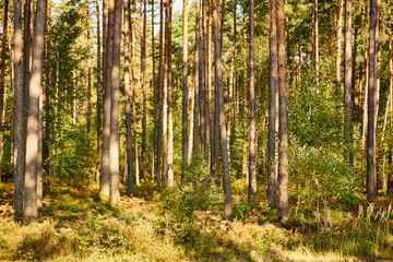 sunny summer autumn forest, forest, trees, sunlight
