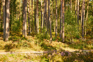 sunny summer autumn forest path, forest, trees