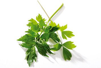 Herb Leaves, Green Leave on White Background