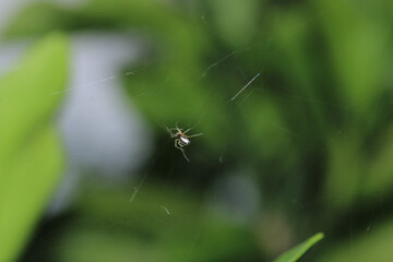 mangora acalypha spider macro photo