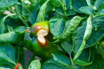 Sweet Bulgarian pepper, affected by Vertex Rot or pepper anthracnose, on a bush close-up. Vegetables are rotting in the garden. Crop loss. Problems of agriculture, pepper diseases.