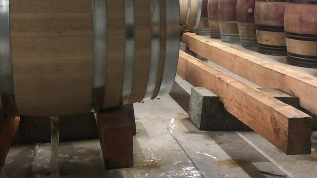 Medium shot, cleaning wooden wine barrel before the harvest and new vi